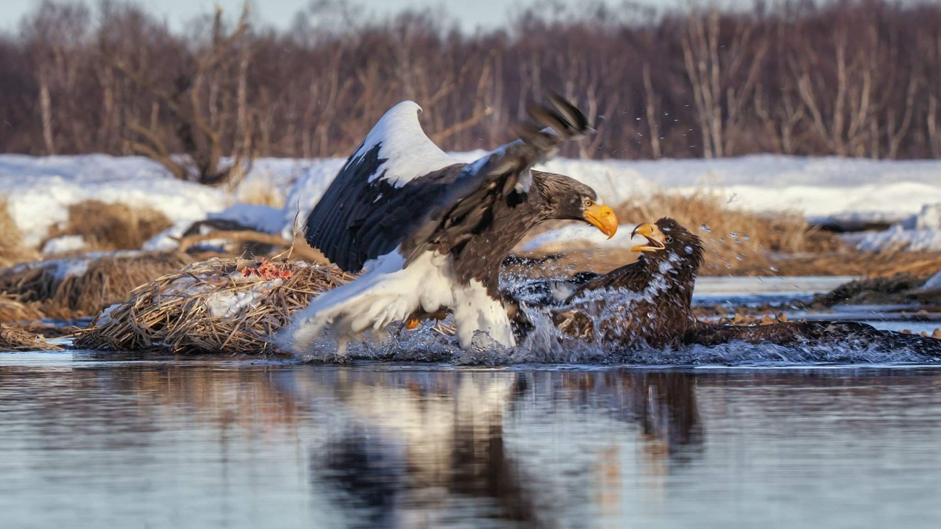 Прогулки по дикой природе России смотреть онлайн