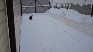 Енот сам не свой, а Клёпа шипит