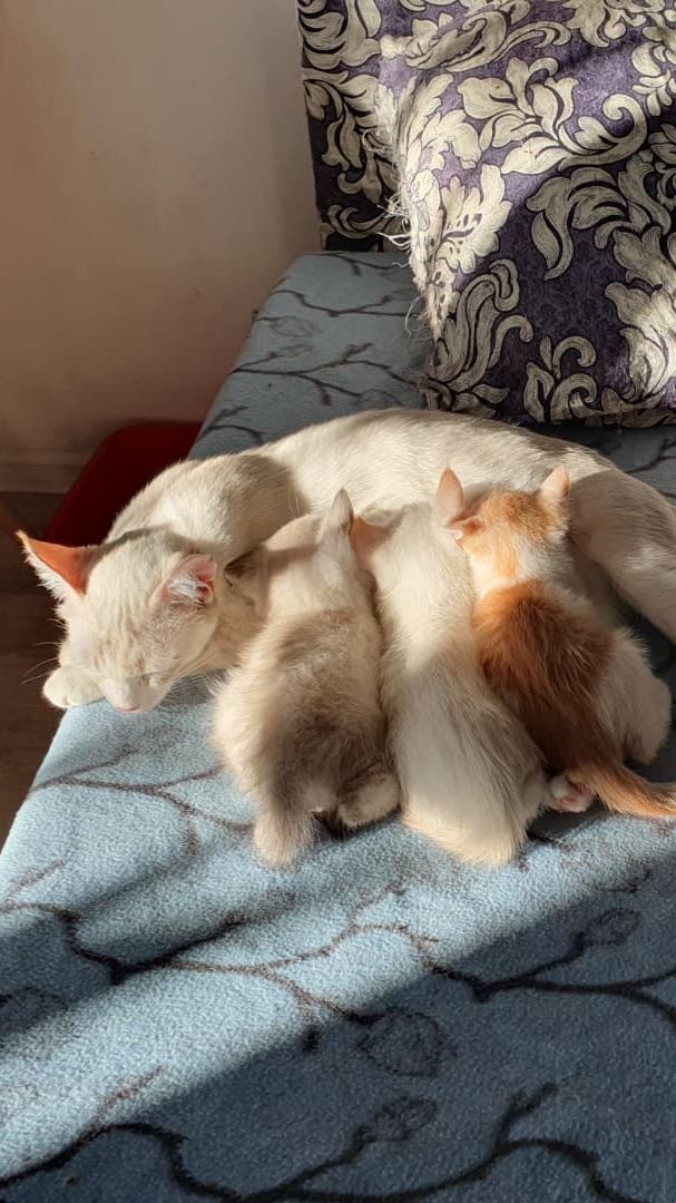 Ой, кто там?