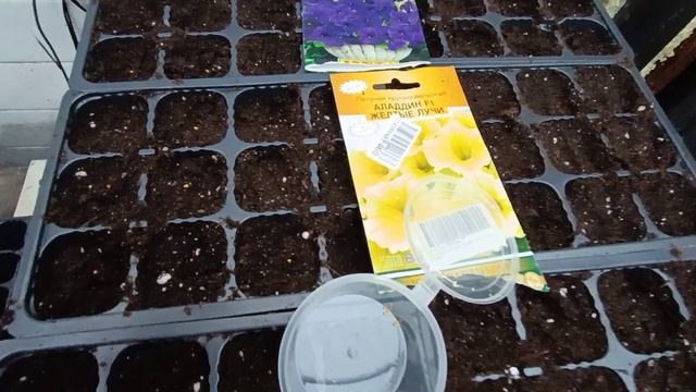 сеем петунию 2026 год