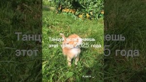 Танцуй если знаешь этот тренд 2025 года