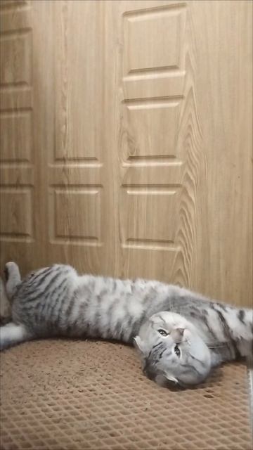 немного про кота смотреть онлайн
