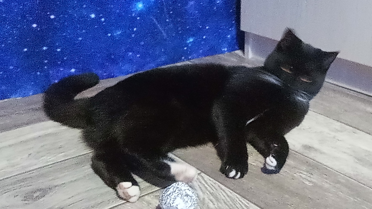 моя кошка Эльза готовится ко сну а моя собака плюшка играется с порванным носком