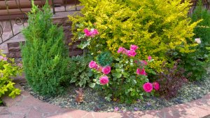 Можжевельник китайский Стрикта. Отзыв и опыт выращивания.