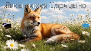 4 серия - Лисы парка Царицыно в VR 360