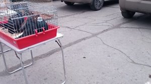 Ярмарка голубей, Шахтерск,10.01.2026