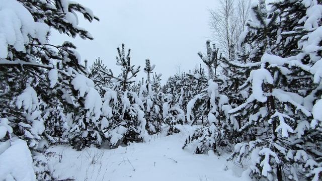 Заснеженный лес. ч.2. Январь 2026 смотреть онлайн