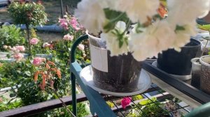 Цветение пеларгонии Cara Amalia и другие мои красавицы 8 ию?