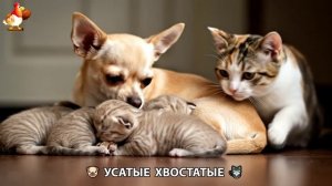 Котята и щенята 🐈🐶 Кошки и собаки 🤗 Милое видео про животных (46)