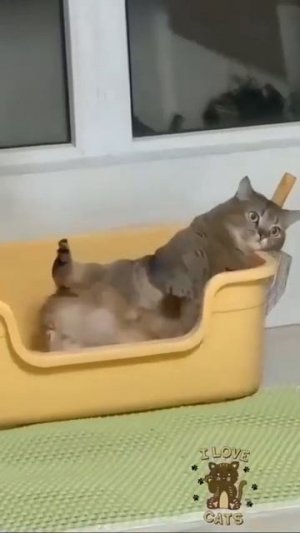 Видео от МЯУтаверс – как метавселенная, но с котами