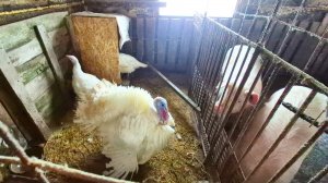 Простая жизнь в Деревне,Каша для собак,Оборудование клетку индюкам,витамины для кур