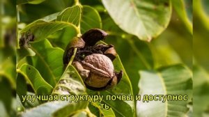 Грецкий орех засыплет урожаем, если сделать это осень?