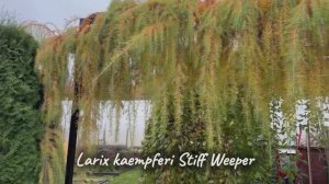 Larix kaempferi Stiff Weeper