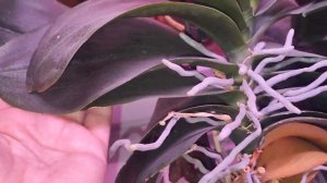 #154 Действительно❗Нужна помощь зала!❗Первое разочарование года