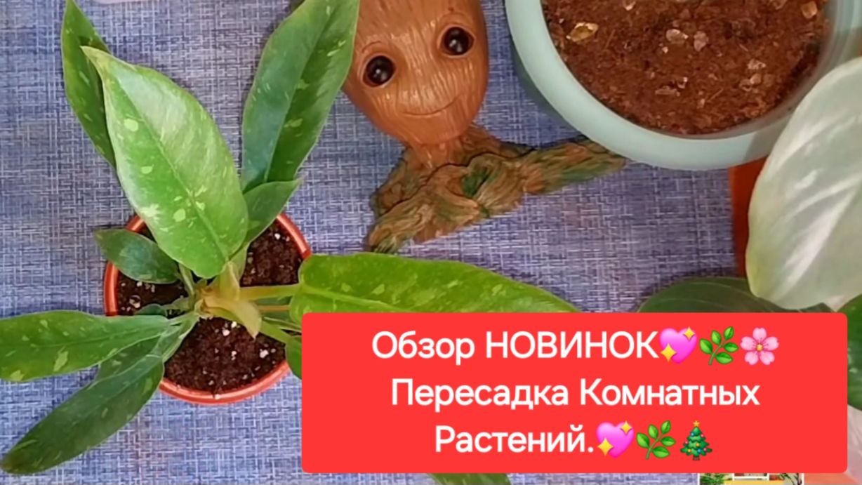 Обзор НОВИНОК💖🎄🌸Пересадка Комнатных Растений.🌸🎄💖 смотреть онлайн