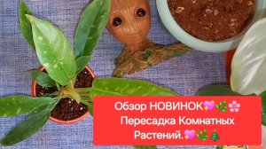 Обзор НОВИНОК💖🎄🌸Пересадка Комнатных Растений.🌸🎄💖