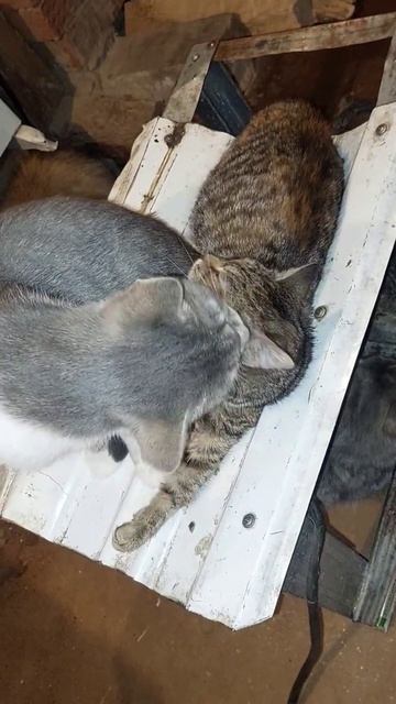 Ася и Маруся ❤️ #бездомныеживотные #животные #помощьбездомным #котик