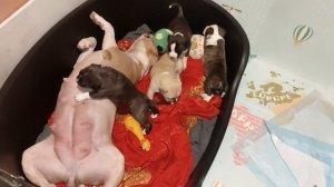 Дети Арчи и Ириски , др 12.12.25