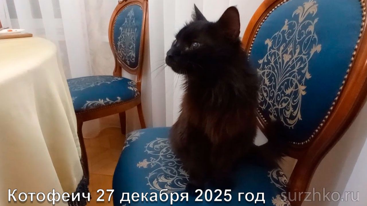 Котофеич 27 декабря 2025 год