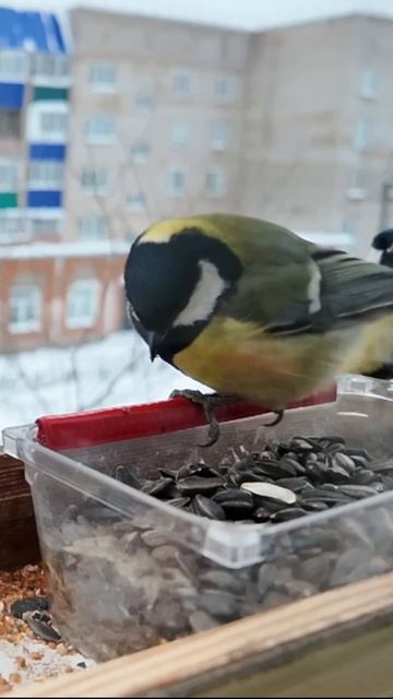 Синица в кормушке на окне зимой смотреть онлайн