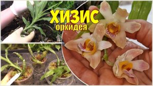 Chysis limminghei. Деление и пересадка орхидеи Хизис. Привожу в порядок изросшуюся посадку