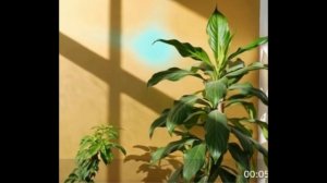 Спасибо вам, зеленые друзья!