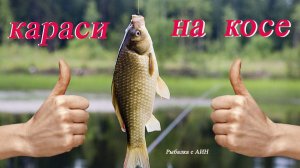 Караси на куршской косе, ловим весь день