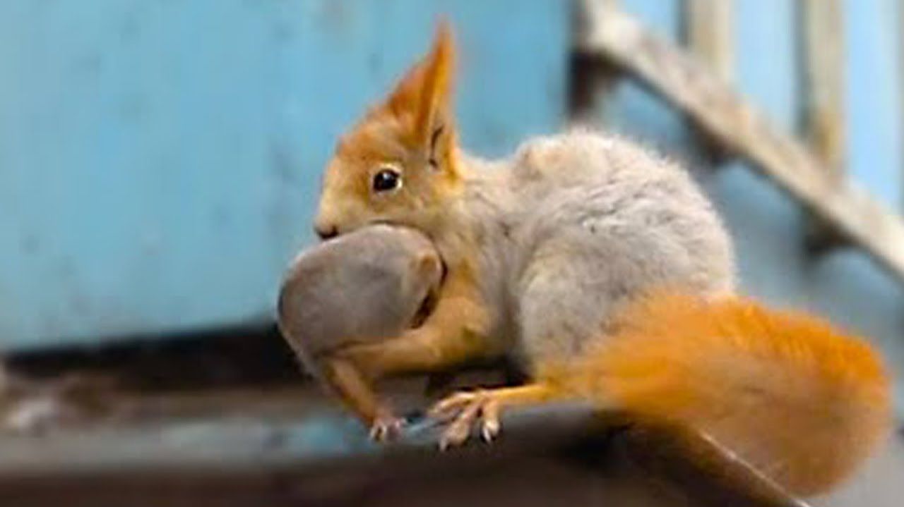 Белка переносит бельчат, выращенных на балконе, в парк смотреть онлайн