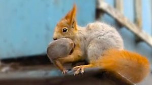 Белка переносит бельчат, выращенных на балконе, в парк