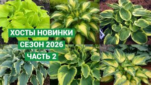 Большой обзор. Хосты новинки 2026.Часть 2