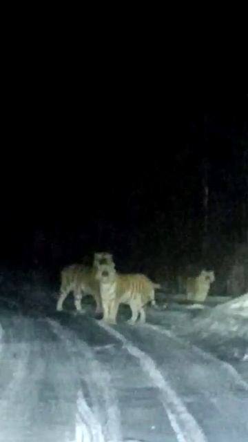 Тигры на дороге смотреть онлайн