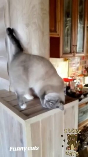 Видео от МЯУтаверс – как метавселенная, но с котами