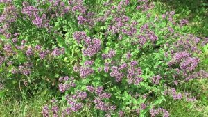 Чабрец или тимьян: выращивание и уход