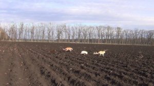 Охота на зайца с собаками сезон 2025-2026г (33 часть)