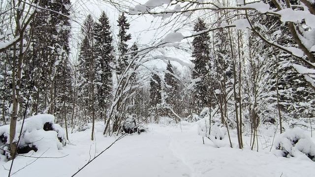 Заснеженный лес. ч.9. Январь 2026 смотреть онлайн