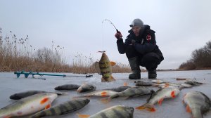 МОЙ БОЛТ КОСИТ РЫБУ ТОННАМИ. КРУПНЫЙ ОКУНЬ НА БОЛТ - ШЕСТЁРКА. Зимняя рыбалка в Астрахани со льда.