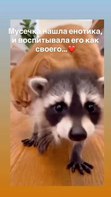 Когда кошка принесла домой сюрприз: смотреть онлайн