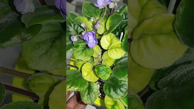 Познавательная минутка. Фиалки трейлеры. смотреть онлайн