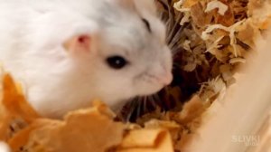 СТЕПА ЗАБЕРЕМЕННЕЛ И РОДИЛ ДЕТЕЙ 🤷♂️