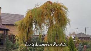 Larix kaempferi Pendula