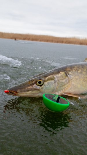 #щука на мормышку 🧊🎣🐋📽️клюнула в пруду #зимой #каникулы #рыбалка #пруд #балансир #рыба #удочка