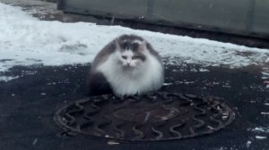 Пеннино "Почему"исп.Леонид С