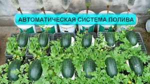 Как я делаю самополивающийся огород для арбузов, чтобы получить высокий урожай