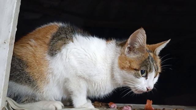 Нам не страшен мороз и холод мы пришли смотреть онлайн