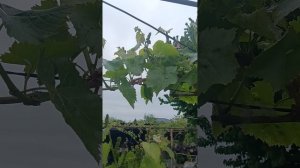 юпитер. велес.