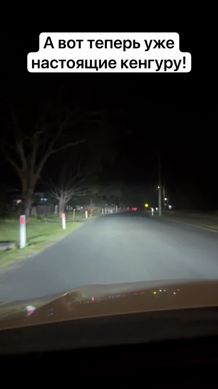 И вот они! Наконец пошли нормальные полноразмерные кенгуру! смотреть онлайн