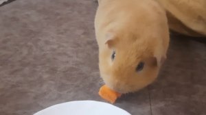 Мой питомец Саня, морская свинка 10-01-2025