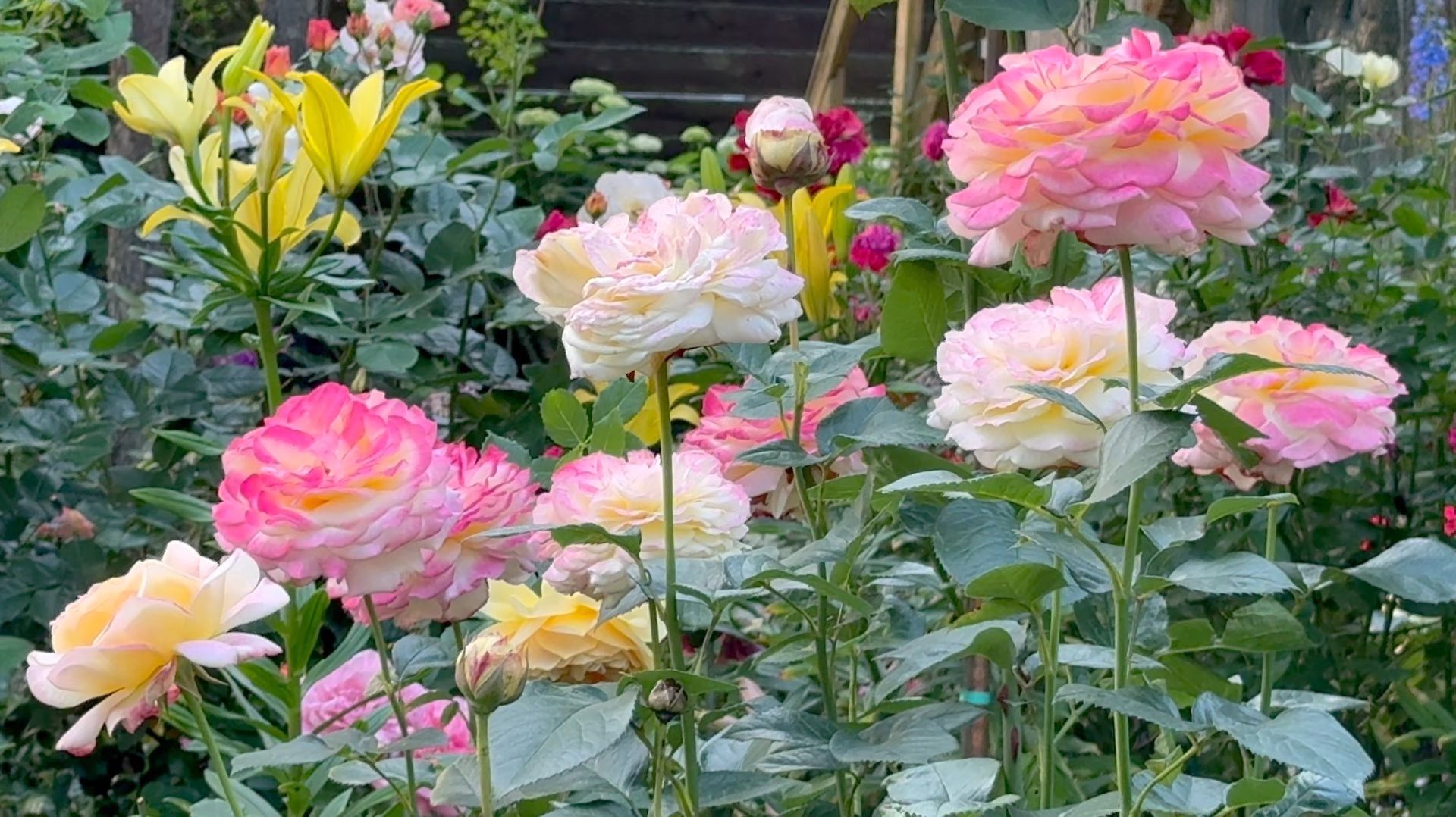 Июль в Саду 20 июля 2025 часть 4