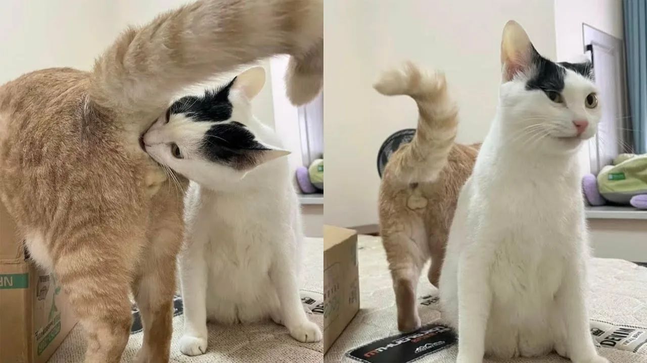 ПРИКОЛЫ С ЖИВОТНЫМИ😺🐶 | СМЕШНЫЕ КОТЫ и СОБАКИ😂 смотреть онлайн