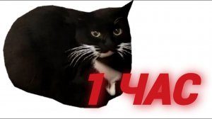 1 ЧАС MAXWELL CAT